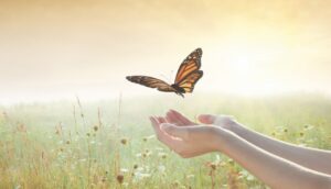 A monarch butterlfy fluttering above a pair of hands. On the background the sun sets over a field of wheat, grass and sunflowers.